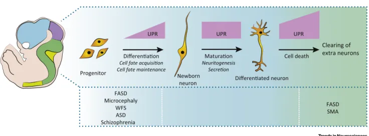 Figure 1. Emerging physiological roles of UPR signaling at milestone stages of brain development: (i) generation and differentiation of neurons, (ii) maturation of newborn neurons, and (iii) maintenance of mature neurons