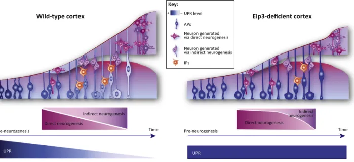 Figure 2. The Unfolded Protein Response Regulates the Balance between Direct and Indirect Neurogenesis in the Developing Cortex