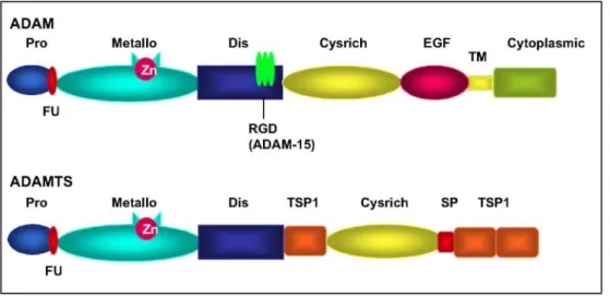 Fig. 1. Structure of ADAM and ADAMTS proteinases. ADAM members are composed of common domains  including propeptide (Pro), metalloproteinase (Metallo), disintegrin (Dis) with a conserved RGD domain for  ADAM-15, cystein-rich (Cysrich), EGF-like (EGF), tran