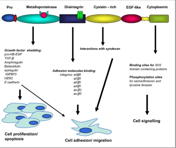 Fig. 2. Implication of ADAM molecules in different processes contributing to cancer development