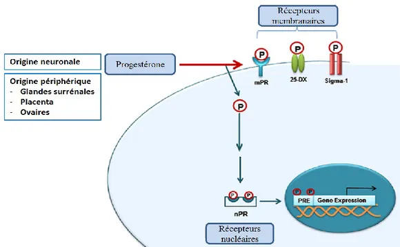 Figure 5 : Récepteurs de la progestérone. 