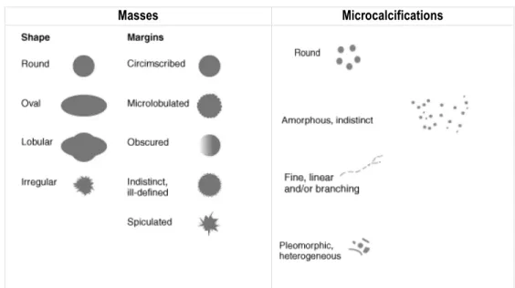 Figure 5. Drawn representation of mass shapes and margins, and examples of  microcalcification morphologies