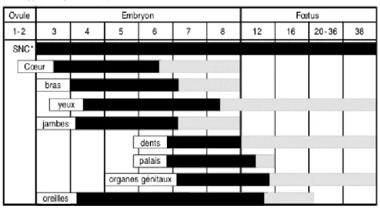 Figure 2: Périodes de développement des différents organes et sensibilité correspondants aux  effets d’une exposition à l’alcool 