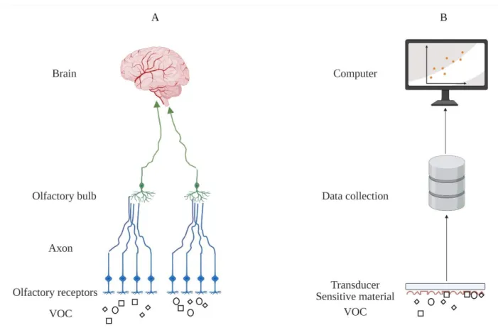 Figure 1. Comparison of odor perception by the human nose and an e-nose. (A) Human olfaction (B) VOC detection  202 