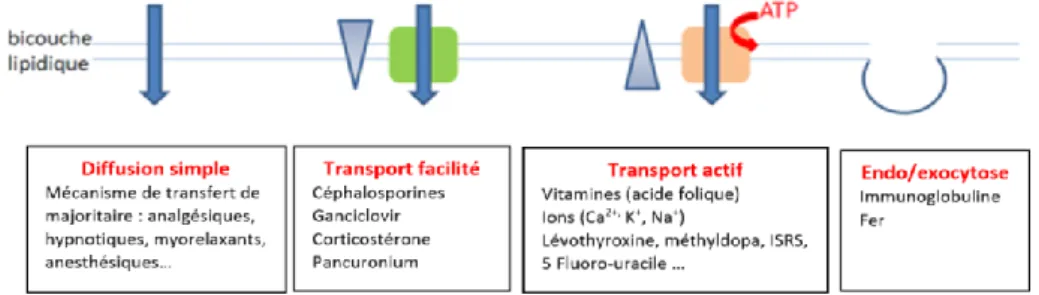 Figure 3: Les mécanismes de transfert placentaire des médicaments (adapté d’après  [10,11] ) 