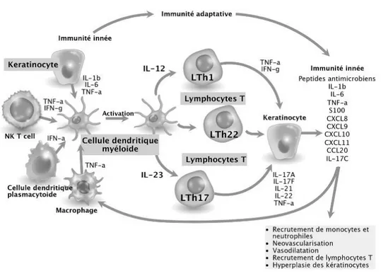 Figure 7 – Interaction kératinocytes – cellules dendritiques – lymphocytes  (g) 