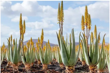 Figure 9 –  Plants de culture d’Aloe barbadensis  (i)