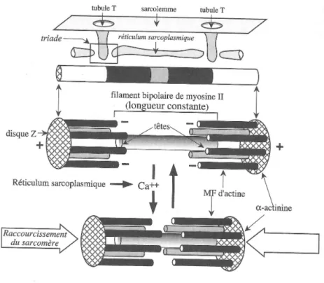 Figure 2 : Raccourcissement du sarcomère, Biologie Cellulaire Pierre CAU 