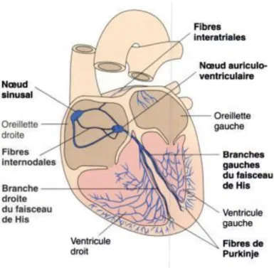 Figure 6 : Système de conduction du cœur  Pharmacie clinique et thérapeutique, Jean CALOP 