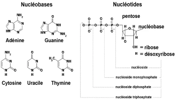 Figure 1: Structure et nomenclature de nucléotides 
