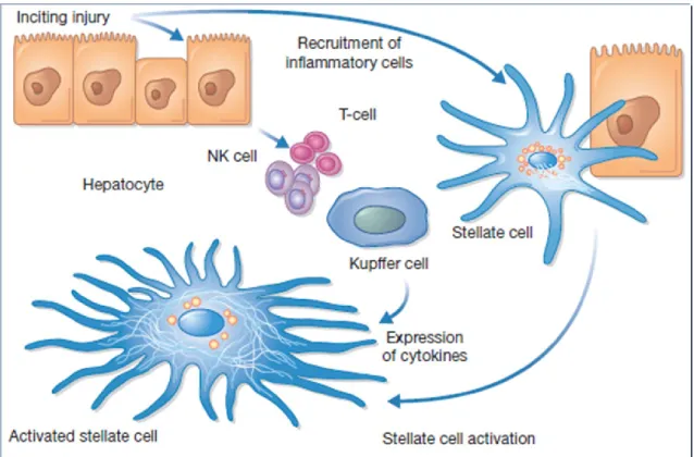 Figure 7: Mécanisme d’activation de la cellule étoilée (HSC) 