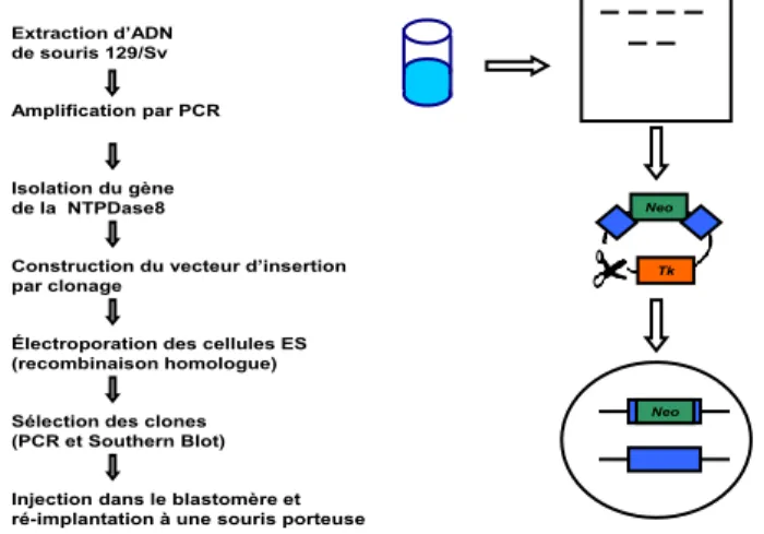 Figure 9: Design des blastocystes Entp8+/- 