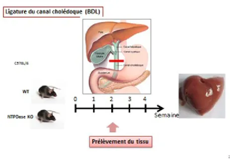 Figure 11: Modèle expérimental de ligature du canal biliaire commun des souris 