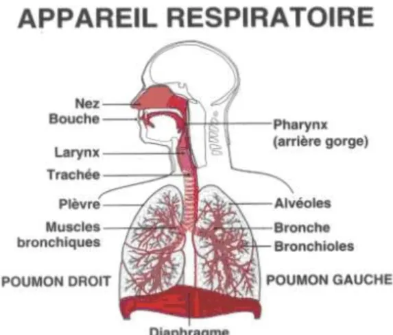 Figure 1 : Appareil Respiratoire 