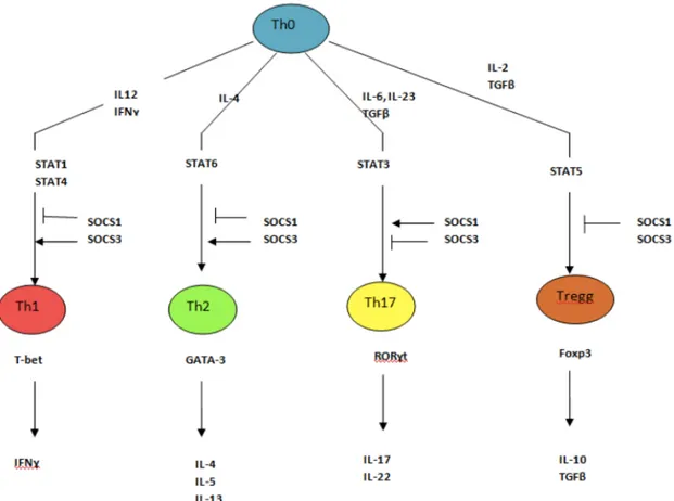 Figure 5 : Différenciation des lymphocytes T 