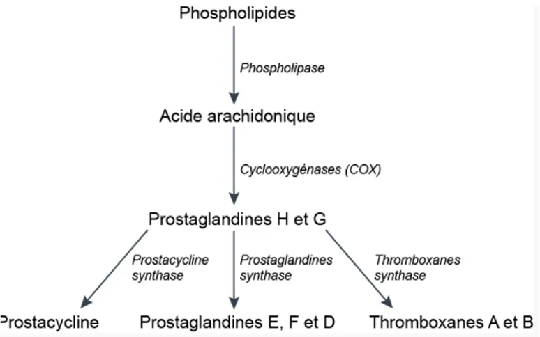 Figure 7 : Synthèse des Prostaglandines 