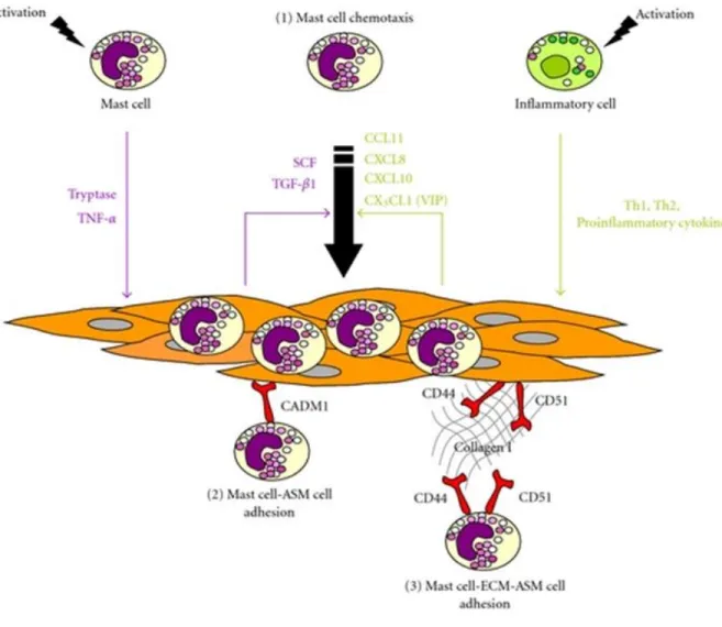 Figure  8   : Interaction CML/Mastocyte
