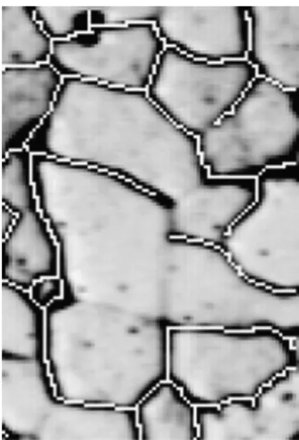 Fig. 7. Etched steel section with superimposed skeletonized bound- bound-aries that indicate imperfect segmentation of the grains.