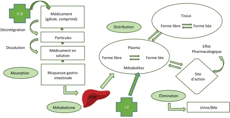 Figure 8 : Les grandes étapes pharmacocinétiques d’un médicament administré par V.O 