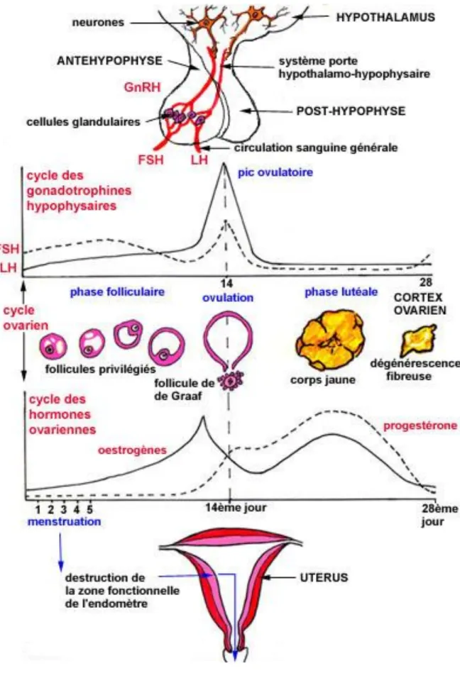Figure 1 : Les différentes phases du cycle menstruel et sa régulation(9). 