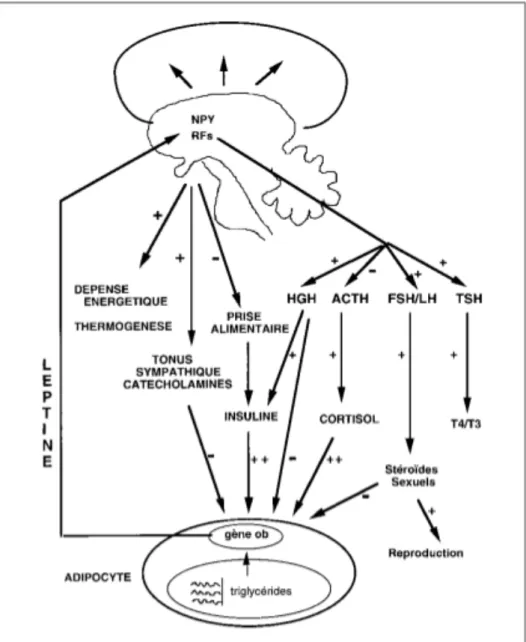 Figure 4 : Rôle physiologique de la leptine et sa régulation(35). 