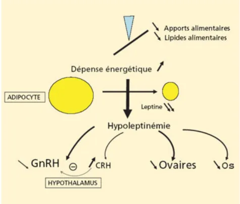 Figure 5 : Résumé : déficit énergétique, hypoléptinémie et axe gonadotrope(20). 