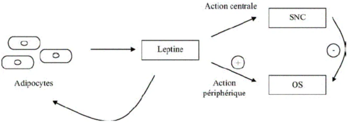 Figure 7 : Effets de la leptine sur l’os : les effets délétères centraux (-) peuvent être surpassés par des  effets périphériques anabolisants (+) (d’après Bonnet, 2005)