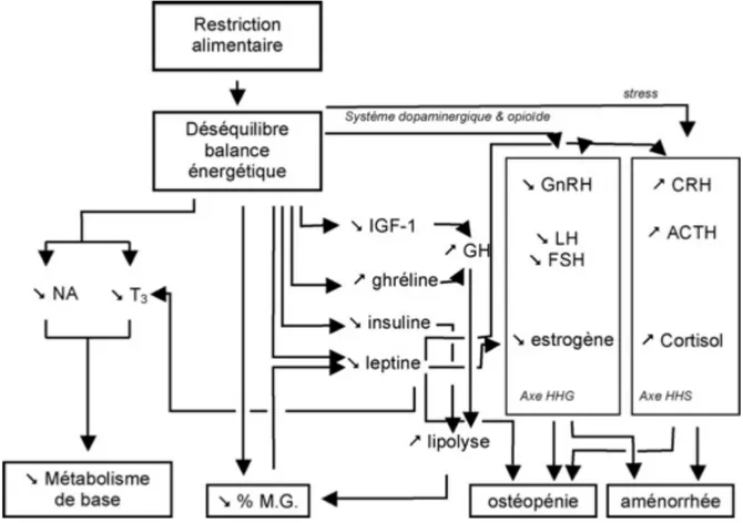 Figure 9 : Résumé des principaux effets du déficit énergétique au niveau endocrinien(58)