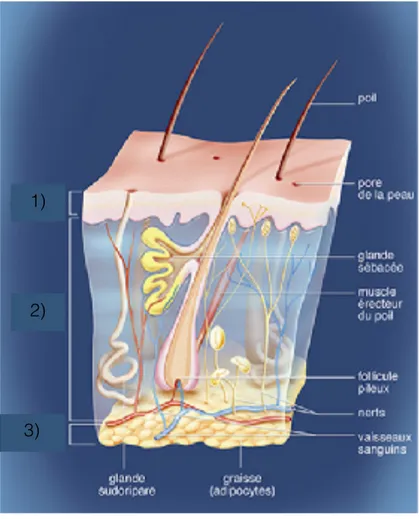 Figure 1 : Les différentes couches de la peau et ses annexes  2 1) Epiderme