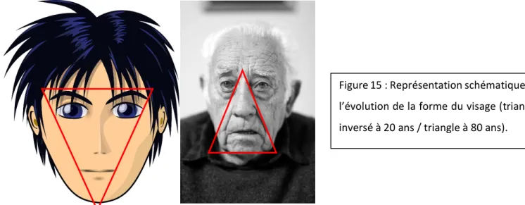 Figure 15 : Représentation schématique de  l’évolution de la forme du visage (triangle  inversé à 20 ans / triangle à 80 ans)