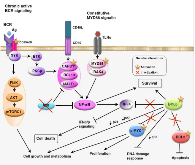 Figure 3 Représentation de la voie du BCR et de la voie NF-κB  