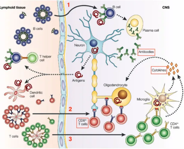 Figure 6 - Trois réponses immunitaires hypothétiques seraient responsables de la destruction de la  myéline produite par les oligodendrocytes dans la sclérose en plaques (23) 