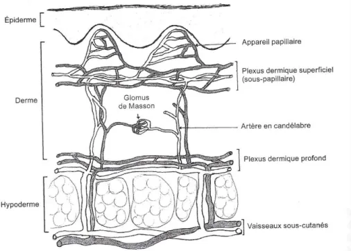 Figure n°3 : La vascularisation cutanée (système veineux en gris, système artériel en blanc) (1) 