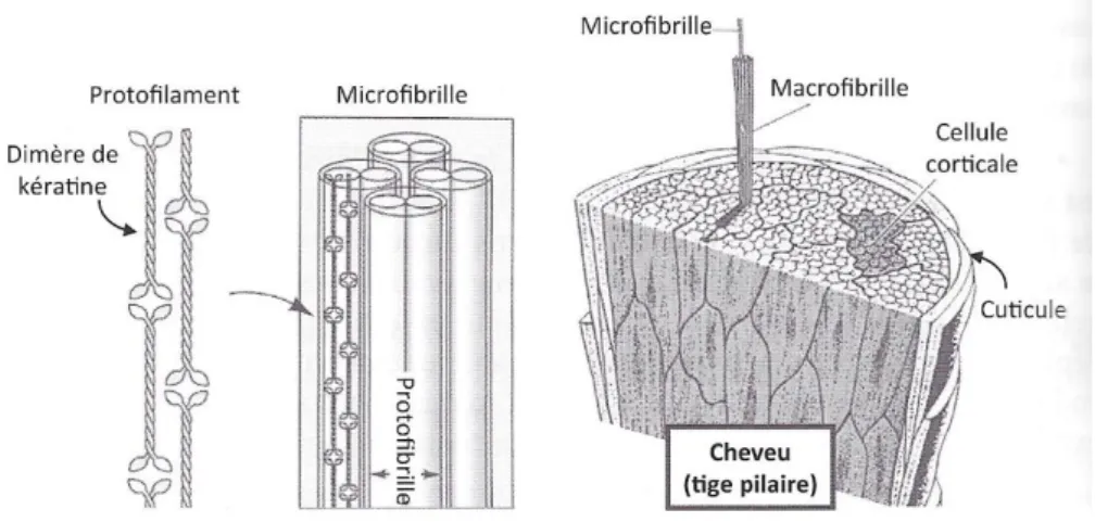 Figure n°7 : Structure schématique de la tige pilaire (1) 