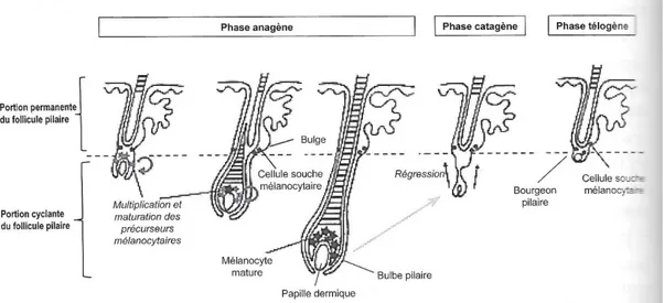 Figure n°8 : Schéma du cycle pilaire (1)  