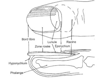 Figure n°9 : Morphologie de l’ongle (1)  Structure 