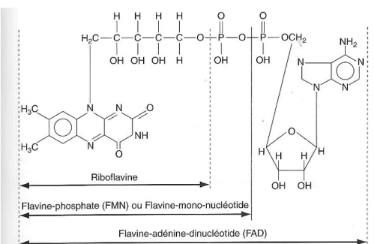 Figure n°14 : Structure chimique de la riboflavine (18)  Sources  