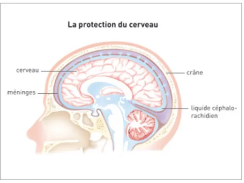 Figure 4 : La protection du cerveau (4) 