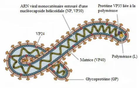 Figure  6.  La  structure  du  virus  Ebola.  Virus  filamenteux  enveloppé  recouvert  de  spicules  formés  par  les  glycoprotéines  virales  trimériques  entourant  la  matrice  (constituée  des  protéines  VP40  et  VP24)  qui  recouvre  elle-même  la