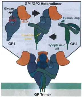 Figure  7.  Structure  de  la  glycoprotéine  virale  trimérique  aux  sous  unités  constituées  d’hétérodimères  GP1  et  GP2