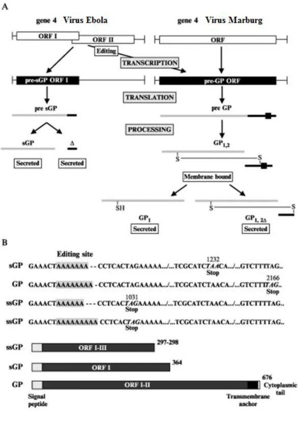 Figure  8.  Les  stratégies  d’expression  du  gène  de  la  glycoprotéine  (GP)  des  virus  Ebola  et  Marburg