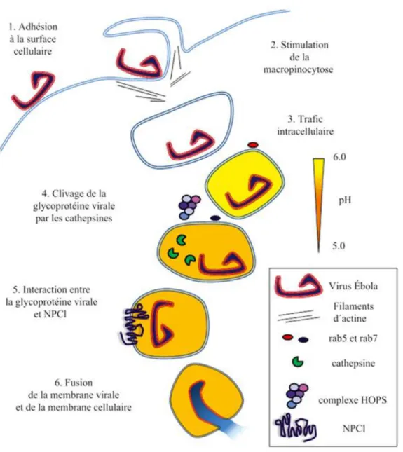 Figure  10.  Etapes  de  l’infection  de  la  cellule  hôte par  le  virus  Ebola.  La  glycoprotéine  virale est  une protéine-clé intervenant à chaque étape de l’infection cellulaire
