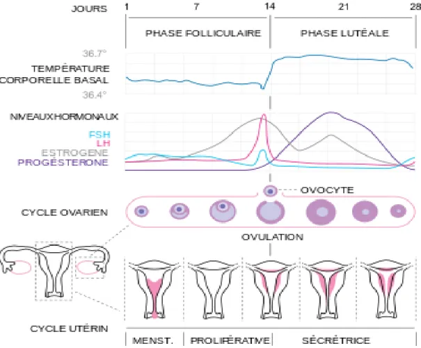 Figure 2 : Le cycle menstruel de la femme  7