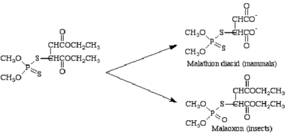 Figure 11 : Métabolisation du malathion (70)