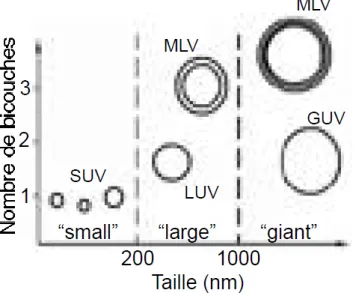 Figure 9 : Classification des liposomes selon leur taille et le nombre de bicouches [57] 
