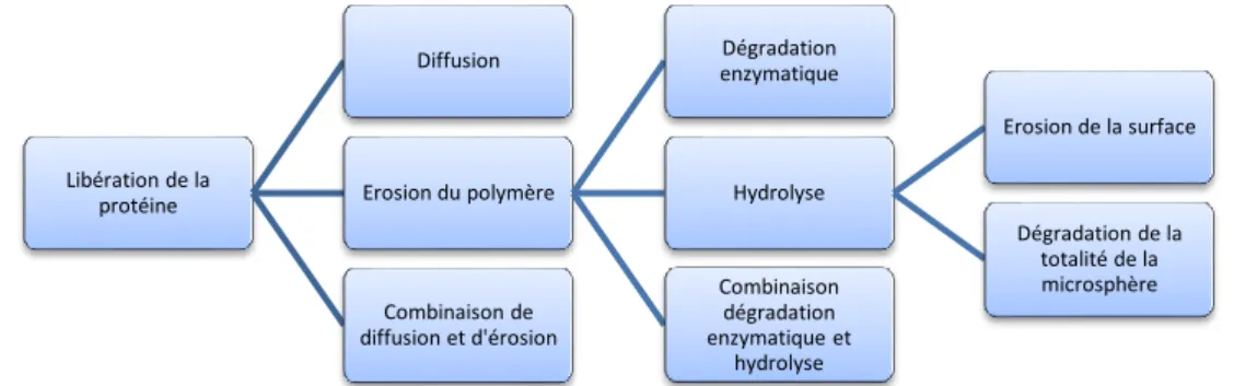 Figure 11 : Mécanisme de libération du PA à partir de microsphère, Figure tirée de la revue [55] 