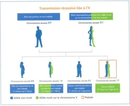 Figure 2 – Transmission récessive liée à l’X. Brochure « Le déficit immunitaire primitif » par  Dr I