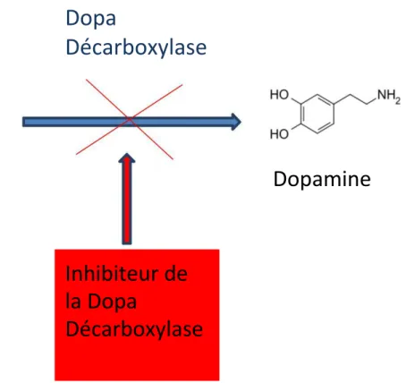 Figure 11 : Action des inhibiteurs de la dopamine décarboxylase périphérique sur la dopa  décarboxylase lors de la métabolisation de la L-Dopa