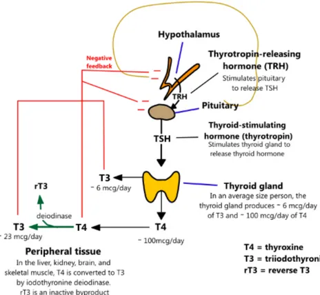 Figure 1 : Axe Hypothalamo-Hypophysaire (11) 