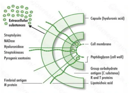 Figure  2 :  Structure  de  la  surface  cellulaire  de  Streptococcus  pyogenes  et  ses  principaux  facteurs de virulence (d’après Todar’s Online Textbook of Bacteriology (16))